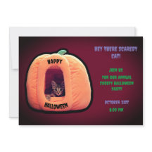 Gato de borgonha e de abóbora laranja