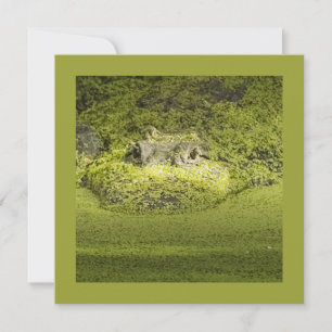 Convite Gator Lurking in Duckweed Nature Photography