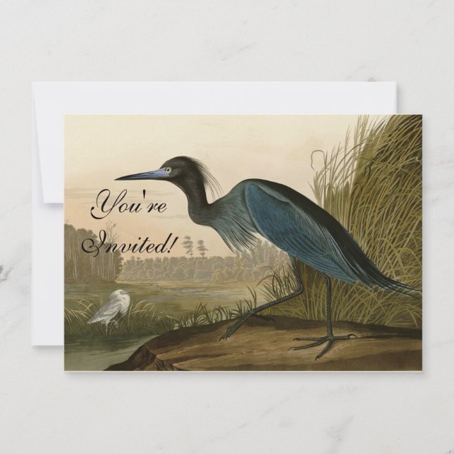 Convite Gaveta Garça Azul Audubon Impressão Arte Costeira (Frente)