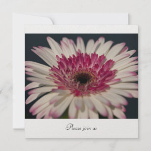 Convite Gerbera