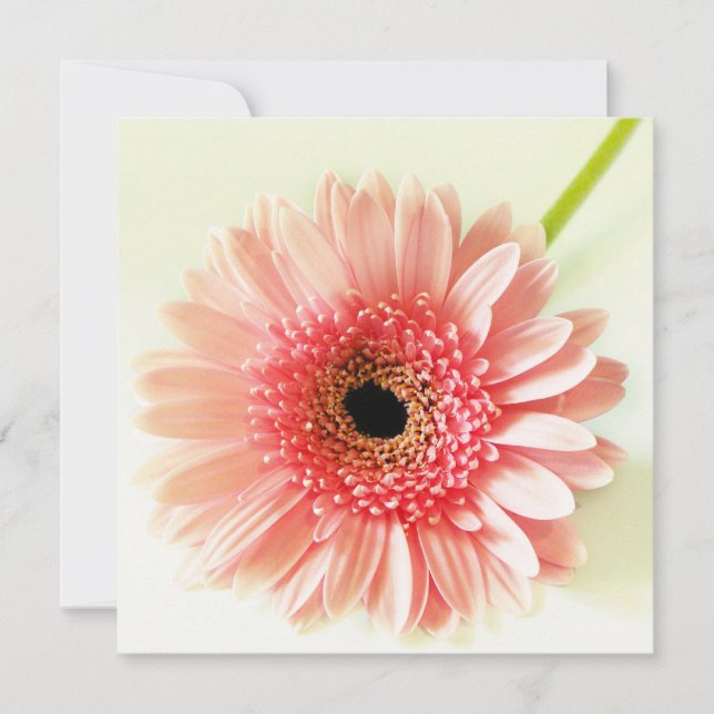 Convite Gerbera Daisy (Frente)