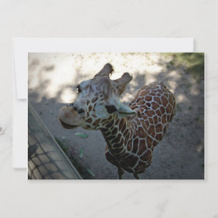 Convite Girafa