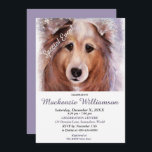 CONVITE GORGEOUS SHELTI PUPPY DESEJA FELIZ ANIVERSÁRIO<br><div class="desc">Esse doce e adorável cachorrinho de Sheltie te dá as boas vindas a uma Festa de aniversário divertida para você e para o seu, seja para adultos ou crianças. Um convite único para aniversários de qualquer idade! - imagem do criador da pintura de aquarela original. Todo o convite pode ser...</div>
