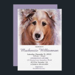 CONVITE GORGEOUS SHELTI PUPPY DESEJA FELIZ ANIVERSÁRIO<br><div class="desc">Esse doce e adorável cachorrinho de Sheltie te dá as boas vindas a uma Festa de aniversário divertida para você e para o seu, seja para adultos ou crianças. Um convite único para aniversários de qualquer idade! - imagem do criador da pintura de aquarela original. Todo o convite pode ser...</div>