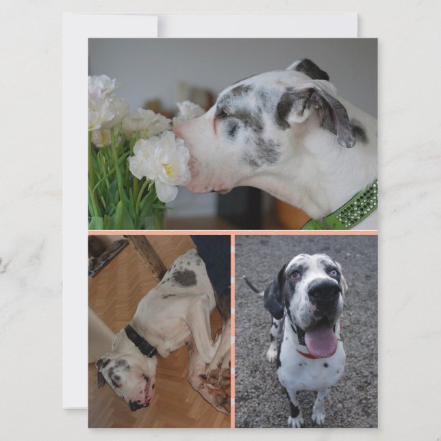 Convite Great Dane Birthday Invitation with 3 Photos (Verso)