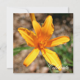 Convite Hemerocallis