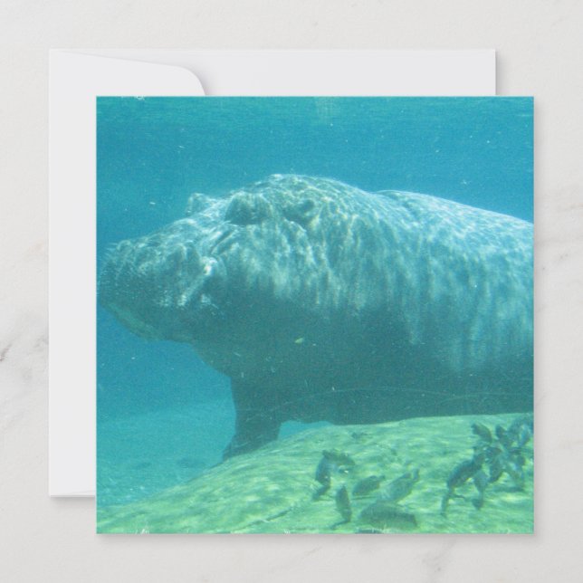 Convite Hippopotamus (Frente)