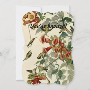 Convite Hummingbird Ruby Throbon Audubon