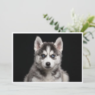 Convite Husky Miniatura isolado em fundo preto