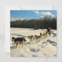 Iditarod Trail Sled Race