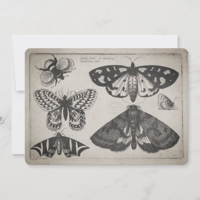 Convite Ilustração da abelha da borboleta da traça do (Frente)