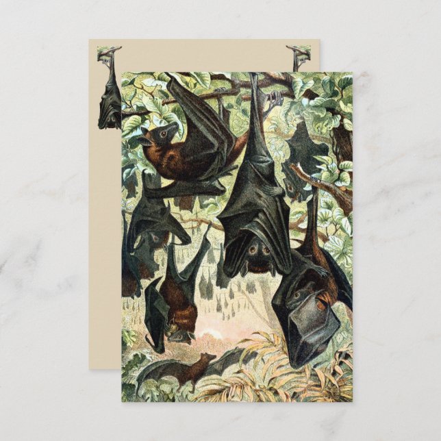 Convite Ilustração de acadamia de morcegos de raposa voado (Frente/Verso)