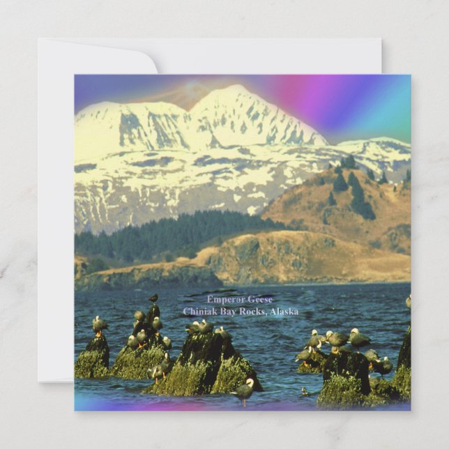 Convite Imperador Geese na Baía de Chiniak perto de Chinia (Frente)