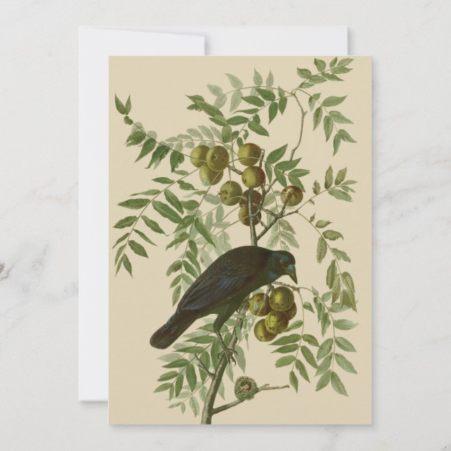 Convite Impressão de Pássaro do Gracióvio Roxo de Audubon  (Verso)