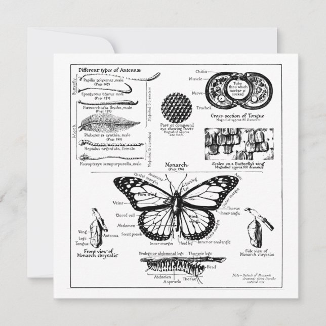 Convite Informações da Borboleta Monarca (Frente)