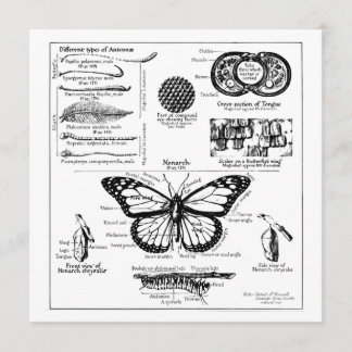 Convite Informações da Borboleta Monarca