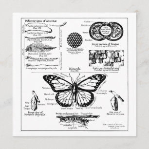 Convite Informações sobre Borboleta Monarca