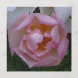 Convite Invitación - festa Cumpleaños - La Rosa Rosa