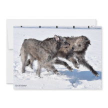 Irish Wolfhounds corre em neve