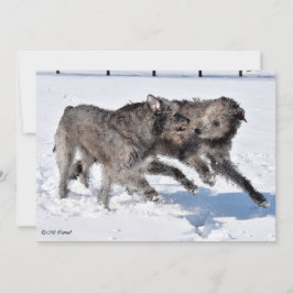 Convite Irish Wolfhounds corre em neve