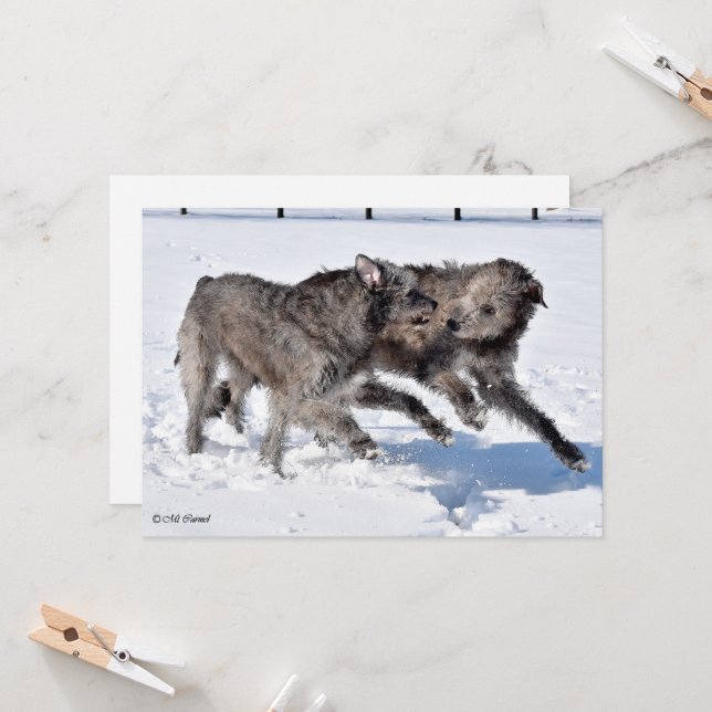 Convite Irish Wolfhounds corre em neve (Frente/Verso In Situ)