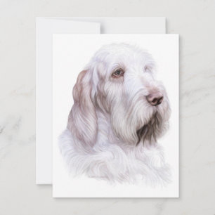 Convite Italiano Spinone Italiano