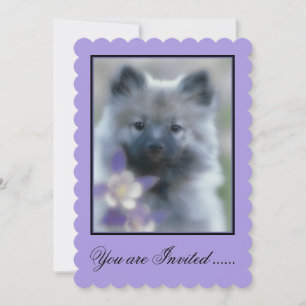 Convite Keeshond e Columbine - Fotografia de Cães