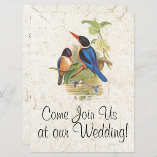 Convite Kingfisher Bird Wildlife Animal Weditation
