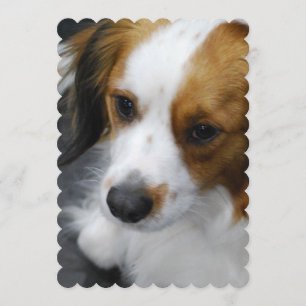 Convite Kooikerhondje