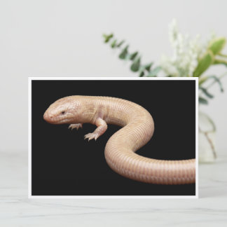 Convite Lagarto Topepo Mexicano isolado em fundo preto