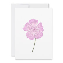 Lavatera Rosa solteiro