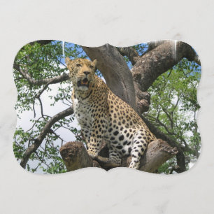 Convite Leopardo