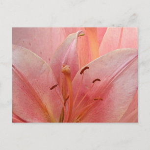 Convite Lily Tiger Rosa
