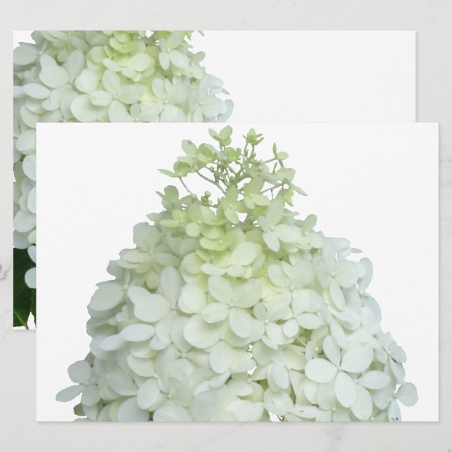 Convite Limelight Hydrangea Bridal / Chá de casamento (Frente/Verso)