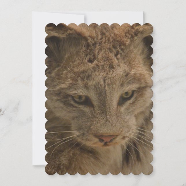 Convite Lince impressionante (Frente)