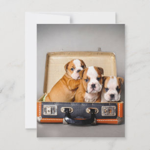 Convite Lindos Filhotes de Bulldog Amante de Cachorro