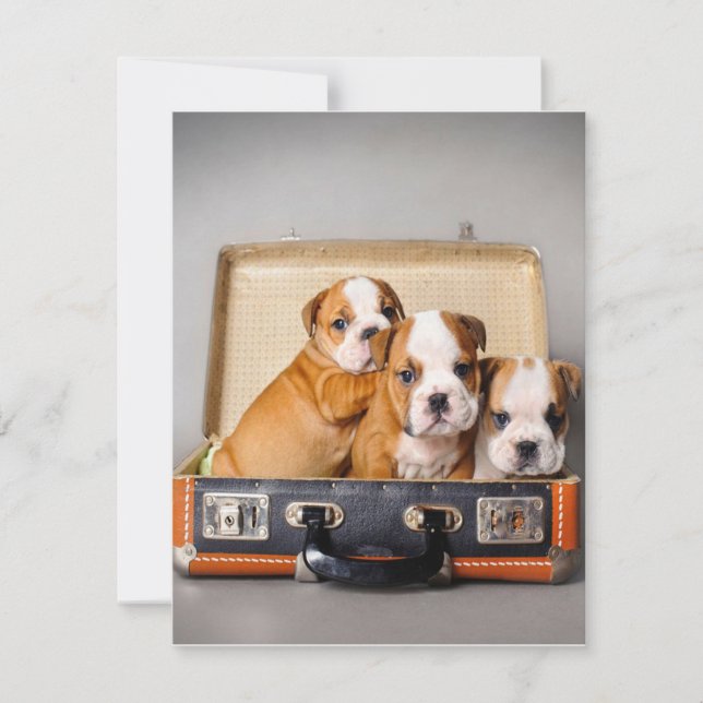 Convite Lindos Filhotes de Bulldog | Amante de Cachorro (Frente)