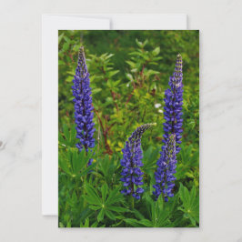 Convite Lupines