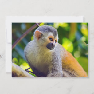 Convite Macaco-esquilo no Parque Nacional Manuel Antonio -