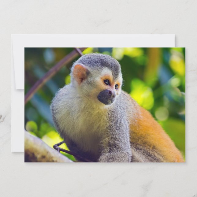 Convite Macaco-esquilo no Parque Nacional Manuel Antonio - (Frente)