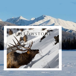 Convite Magnético Bull Elk Grazing on Snowy Slope, Yellowstone