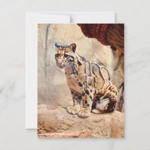 Convite Magnético foto de leopardo nebuloso natureza vida selvagem e