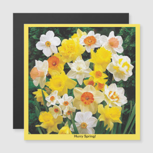 Convite Magnético Rápido Primavera Daffodil Refrigerator Magnet