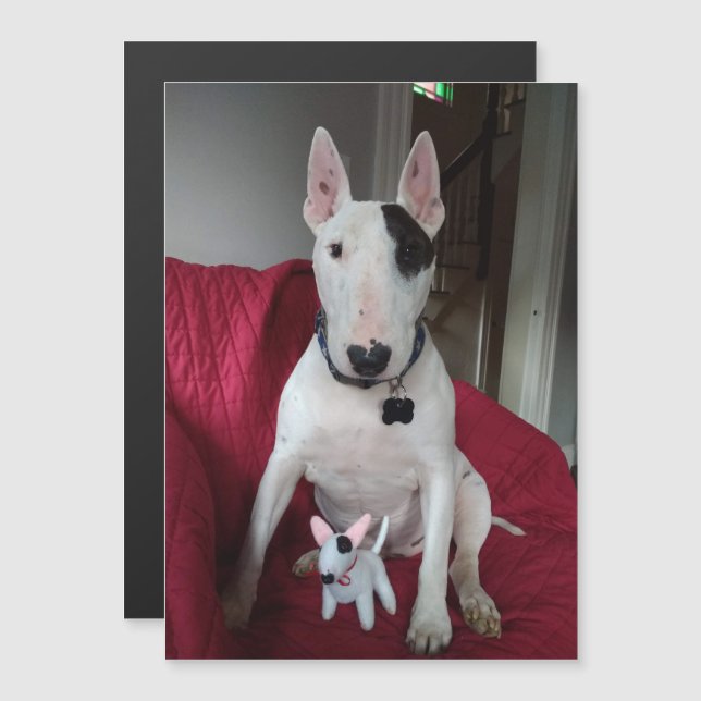 Convite Magnético Rex: TV Terrier e ímã Ditto (Frente/Verso)