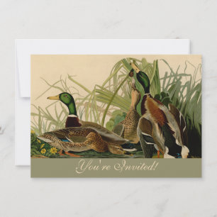 Convite Mallard Duck - Pincel de Ave Audubon