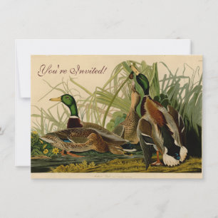 Convite Mallard Duck - Pincel de Ave Audubon