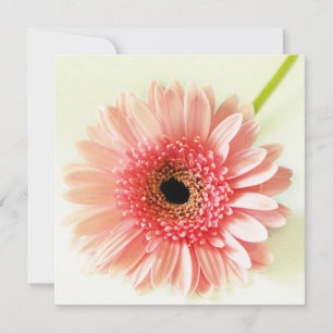 Convite Margarida Gerbera