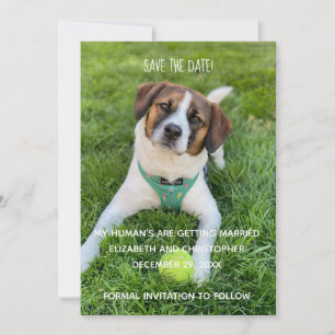Convite Meus Humanos Estão se Casando Foto Salve a Data