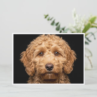 Convite Mini Labradoodle isolado em fundo preto