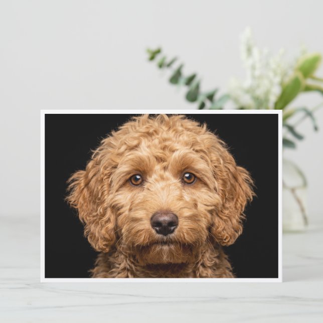 Convite Mini Labradoodle isolado em fundo preto (Em pé/Frente)